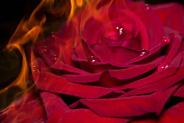 Flame and rose Royalty Free Stock Photos