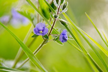 blue flower on a background of a forest clearing