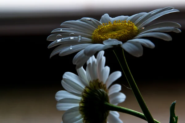 Chamomile and water drops — Stock Photo, Image