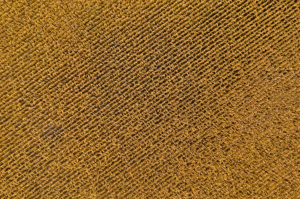 Lajoskomarom, Hungary - Aerial view of corn field at countryside before harvest. Agriculture texture, farm concept