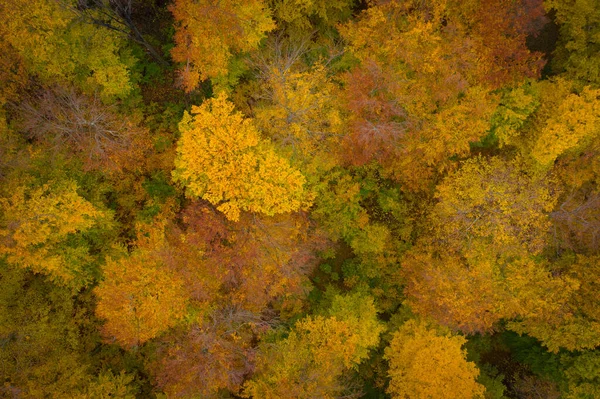 Visegrad Hongrie Vue Aérienne Forêt Colorée Automne Humeur Automne Couleurs — Photo