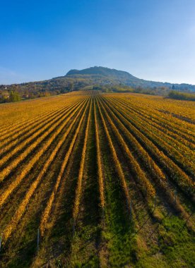 Tapolca, Macaristan - St. George dağının eteklerinde altın renginde, ılık sonbahar renklerinde ekilmiş asmalar.