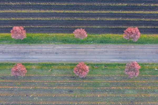 Gyngystarjn Hungria Vista Aérea Sobre Belas Árvores Ameixa Florescendo Pela — Fotografia de Stock