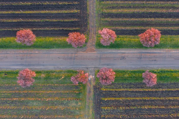 Gyngystarjn Hungria Vista Aérea Sobre Belas Árvores Ameixa Florescendo Pela — Fotografia de Stock