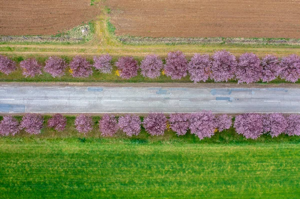 Berkenye Hungria Vista Panorâmica Aérea Sobre Belas Árvores Ameixa Florescendo — Fotografia de Stock