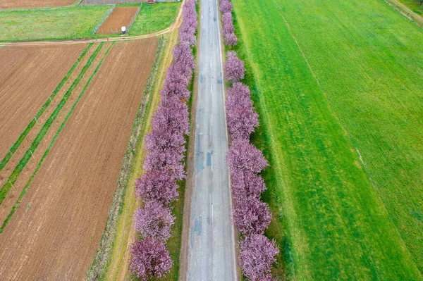 匈牙利柏肯耶市 空中全景 美丽的盛开的梅树在路边 春天的日出 — 图库照片