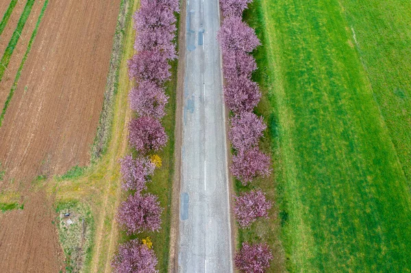 Berkenye Hungria Vista Panorâmica Aérea Sobre Belas Árvores Ameixa Florescendo — Fotografia de Stock