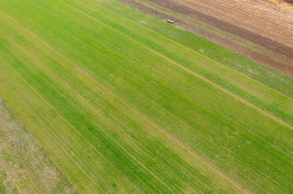 农村早熟小麦栽培的空中景观 农场概念 农业结构 — 图库照片