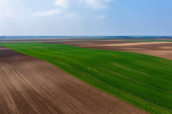 农村早熟小麦栽培的空中景观 农场概念 农业结构 — 图库照片