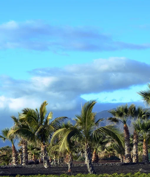 Landscape with palm trees from Tenerife south. Canary Islands. Spain. — Stock Photo, Image