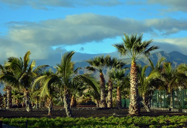 Scene with palm trees from Tenerife south.Canary Island. Spain. — Stock Photo, Image