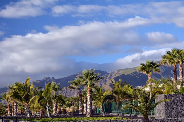 Scene with palm trees from Tenerife south.Canary Island. Spain. — Stock Photo, Image