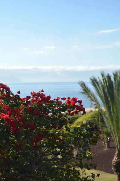 Costa em Tenerife Sul com jardim tropical na Ilha Canária, Espanha — Fotografia de Stock
