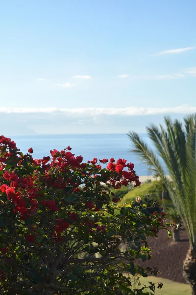 Coast in Tenerife South with tropical garden at the Canary Island ,Spain — Stock Photo, Image