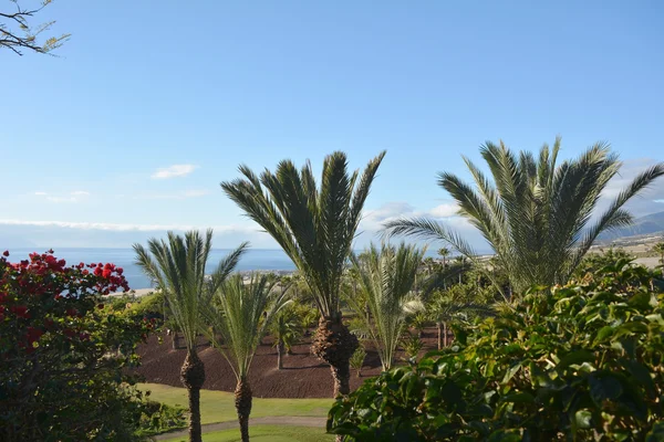 Costa em Tenerife Sul com jardim tropical na Ilha Canária, Espanha — Fotografia de Stock