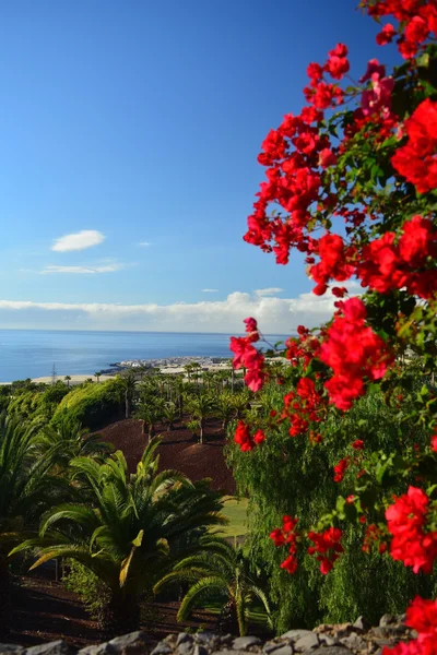 Costa em Tenerife Sul com jardim tropical na Ilha Canária, Espanha — Fotografia de Stock