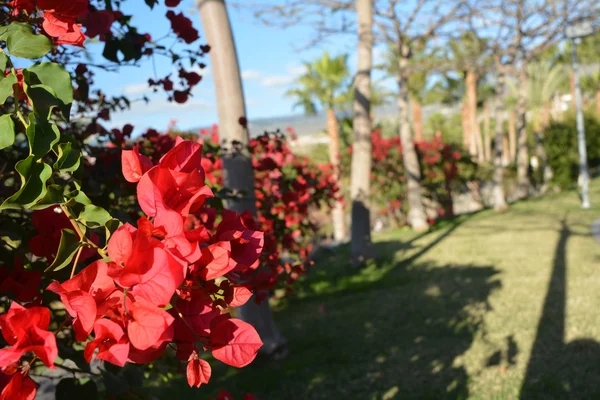 Costa en Tenerife Sur con jardín tropical en Canarias, España —  Fotos de Stock