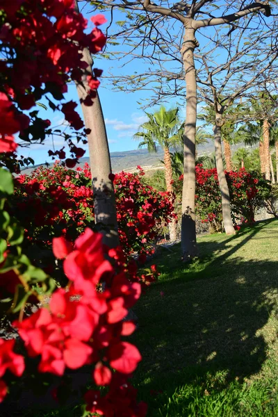Costa en Tenerife Sur con jardín tropical en Canarias, España — Foto de Stock