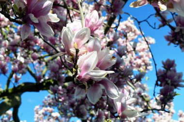 Bahar çiçekleri. Pembe Manolya çiçek.