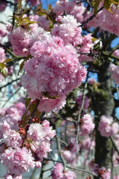 Vårblommor. Rosa Magnolia blommor. — Stockfoto