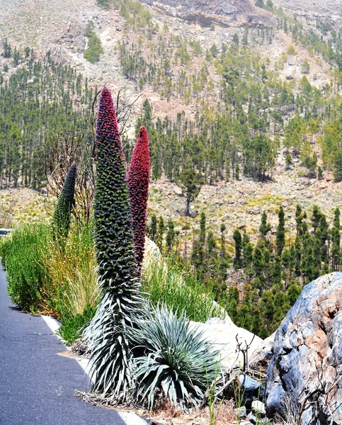 Landschaft mit Vegetation im Nationalpark Teneriffa. Gebirgsteide. Kanarische Inseln. Spanien. — Stockfoto