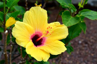 Güzel sarı hibiscus yeşil bir arka plan üzerinde. Fuerteventura.Spain.