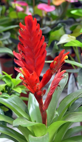 Belle fleur tropicale rouge sur fond vert. Sapin.Îles Canaries . — Photo