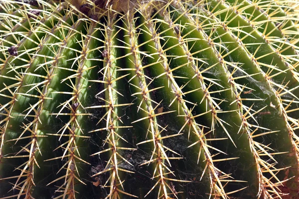 Cactus close-up shot in Tenerife, Canarische eilanden, Spanje. — Stockfoto