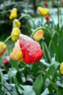 Bir bahçe kar kalıntıları ile güzel bahar lale. Makro.
