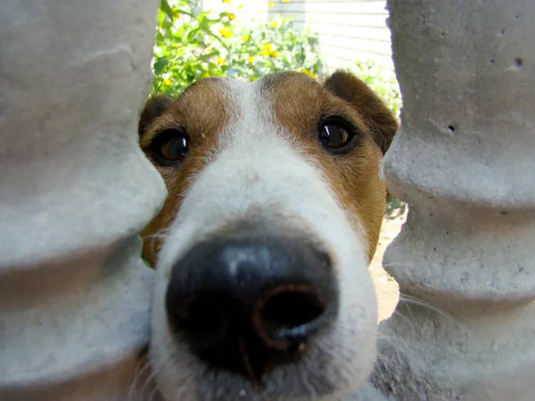 Una Specie Volpe Dai Capelli Lisci Terrier Hunting Cane — Foto Stock