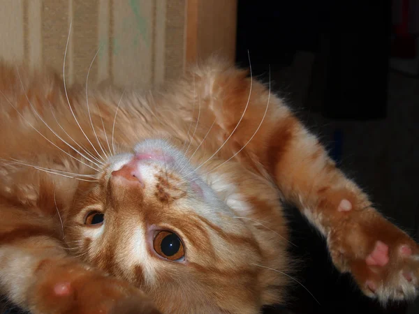 カメラのための赤い猫のペットのポーズ — ストック写真