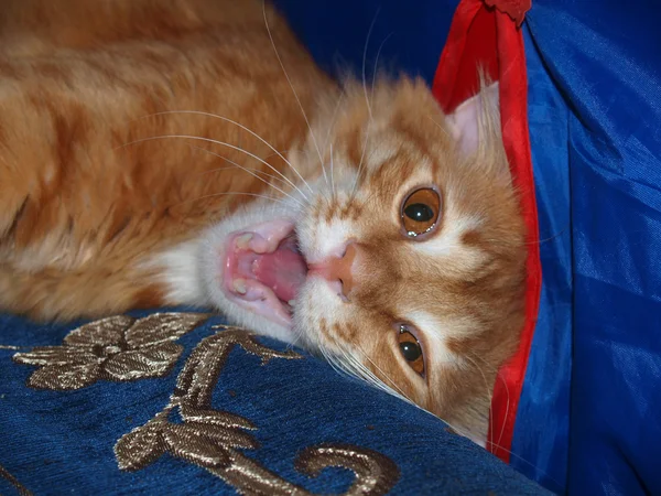 カメラのための赤い猫のペットのポーズ — ストック写真