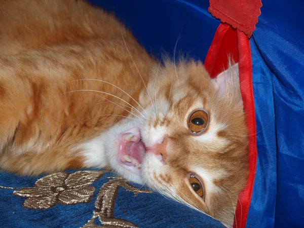 Kamera Için Poz Kırmızı Kedi Evcil Hayvan — Stok fotoğraf