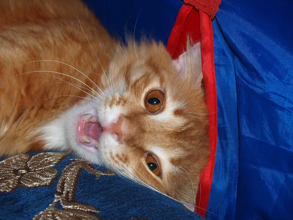 Rode Kat Huisdier Poseren Voor Camera — Stockfoto