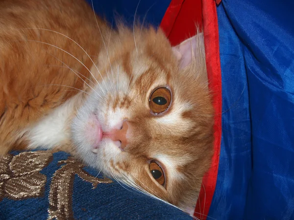 Kamera Için Poz Kırmızı Kedi Evcil Hayvan — Stok fotoğraf