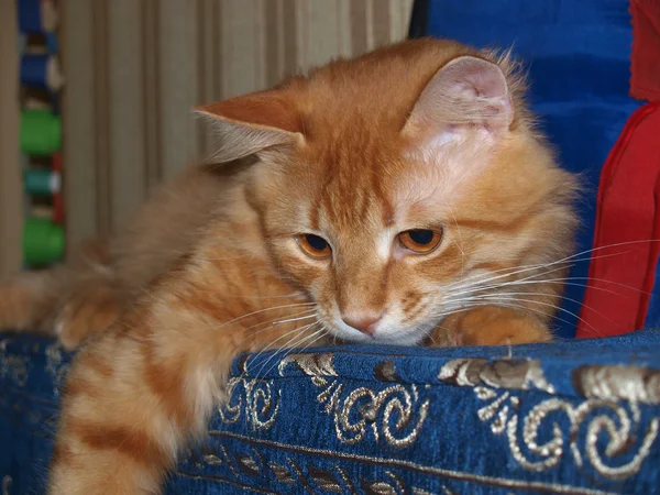 Gato Rojo Posando Para Cámara — Foto de Stock