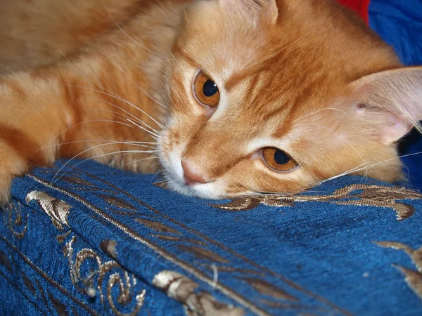 Kamera Için Poz Kırmızı Kedi Evcil Hayvan — Stok fotoğraf