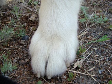   büyük bir beyaz pençe köpek bakımlı                             