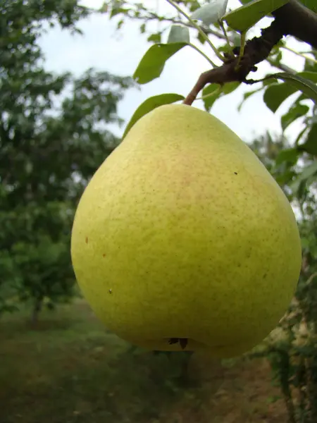 Frutta Matura Pera Appesa All Albero — Foto Stock