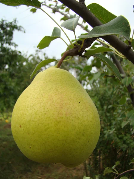 Fruta Pêra Madura Pendurada Árvore — Fotografia de Stock