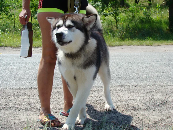 Alaszkai Malamute Egy Nagy Kutya Bennszülött Típus Szándékos Hoz Dolgozik — Stock Fotó