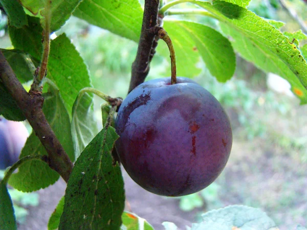 Fruto Ameixa Pendurado Uma Árvore Processo Maturação — Fotografia de Stock