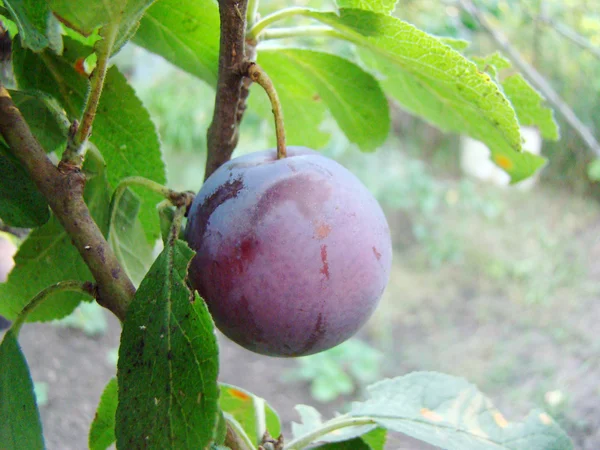 Φρούτα Δαμάσκηνου Κρέμονται Ένα Δέντρο Στη Διαδικασία Ωρίμανσης — Φωτογραφία Αρχείου