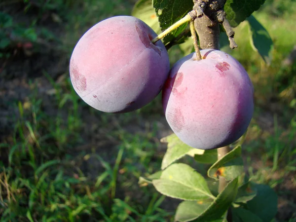 Fruto Ameixa Pendurado Uma Árvore Processo Maturação — Fotografia de Stock