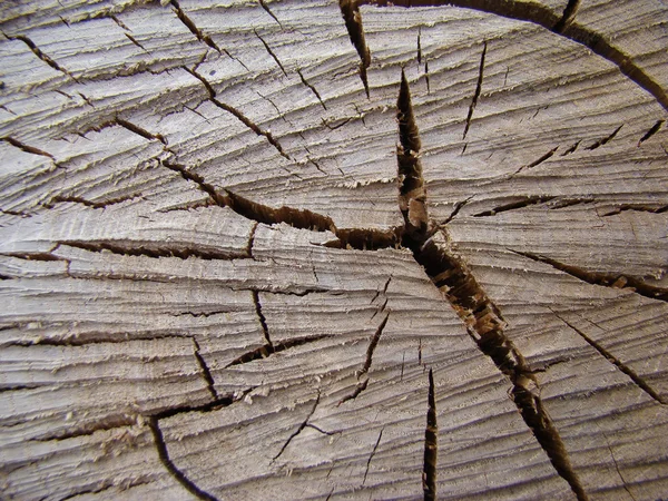 Textura Cortada Árbol Aparición Anillos Anuales — Foto de Stock