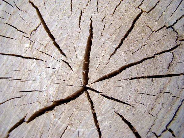 Corte Textura Árvore Aparecimento Anéis Anuais — Fotografia de Stock