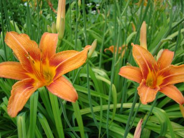 gün-Lily yeşil arka plan üzerinde büyük bir turuncu-sarı çiçek çiçek