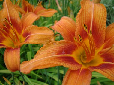 gün-Lily yeşil arka plan üzerinde büyük bir turuncu-sarı çiçek çiçek