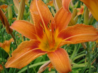 gün-Lily yeşil arka plan üzerinde büyük bir turuncu-sarı çiçek çiçek