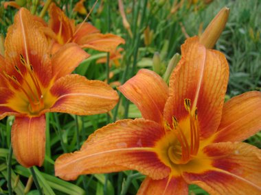 gün-Lily yeşil arka plan üzerinde büyük bir turuncu-sarı çiçek çiçek